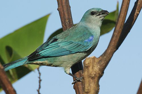 Azure-shouldered tanager